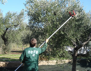 La raccolta delle olive