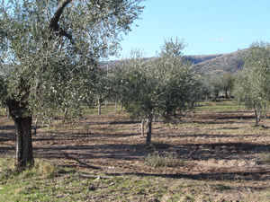 Olivo in Puglia