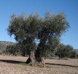 La storia dell'olio di Puglia