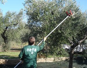 Raccolta delle olive in Puglia