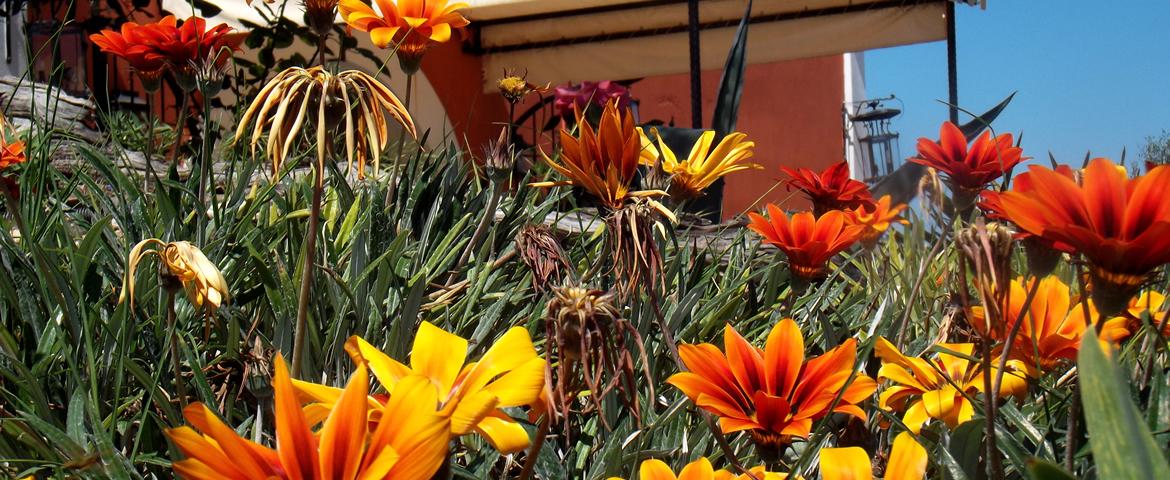 Giardino Giardino