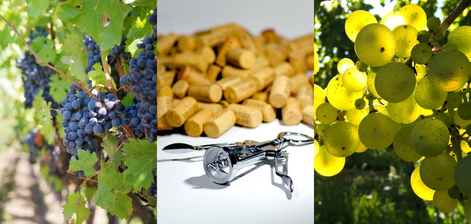 Itinerario tra i vini della Puglia